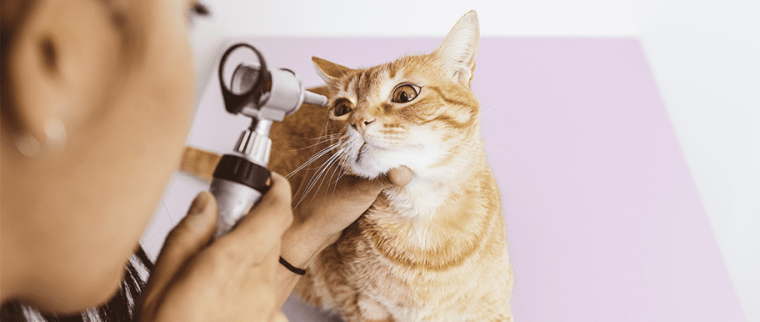 chat chez le vétérinaire